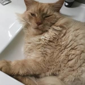 Meet your Posher, Callum